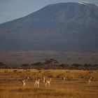 Tiere vor dem Kilimanjaro