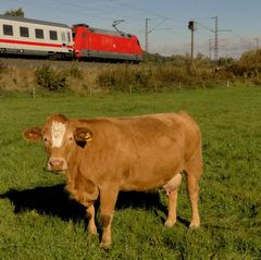 Tiere vor der Kamera - Version 2