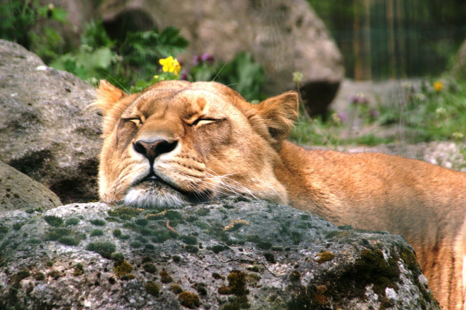 Tiere Zoo Eberwalds