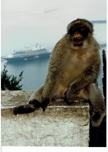 Tiere,Gibraltar Affenfelsen