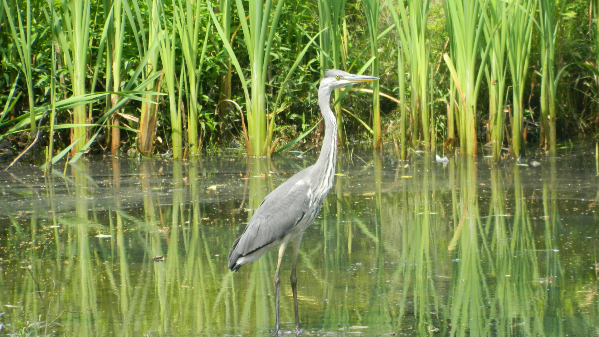 Tierfoto