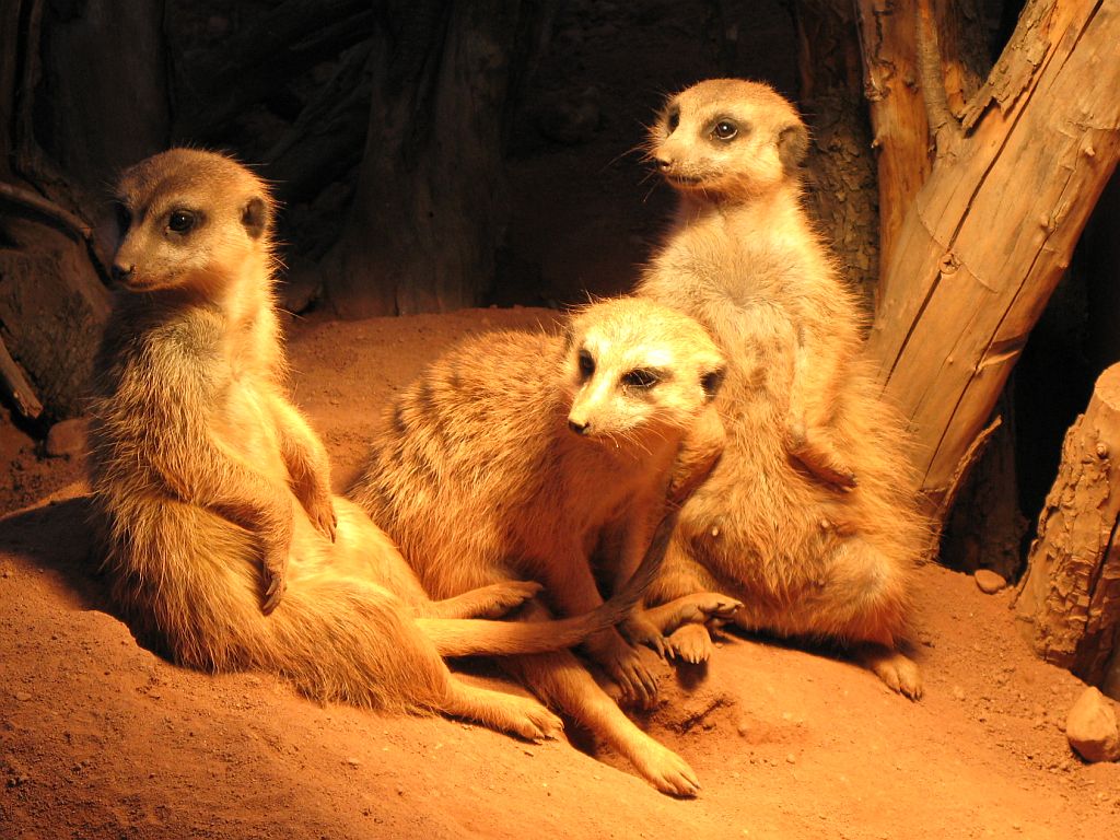 Tierfotogalerie-Zoo Erfurt