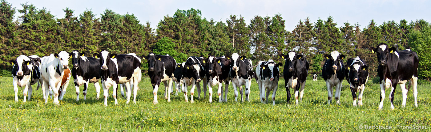 Tierfotograf hat Zuschauer