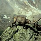 Tierfotografie 1967: Steinböcke am Gran Paradiso  für Steinbockfreund Bergjäger