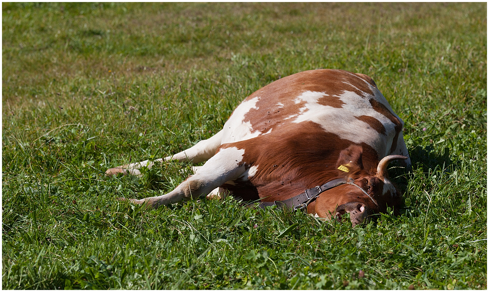 Tierfotografie