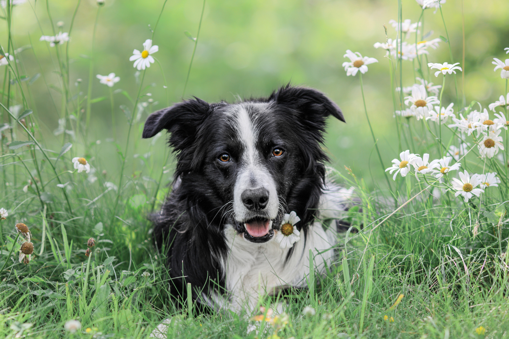 Tierfotografie