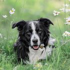 Tierfotografie