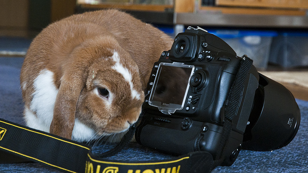 Tierfotografie