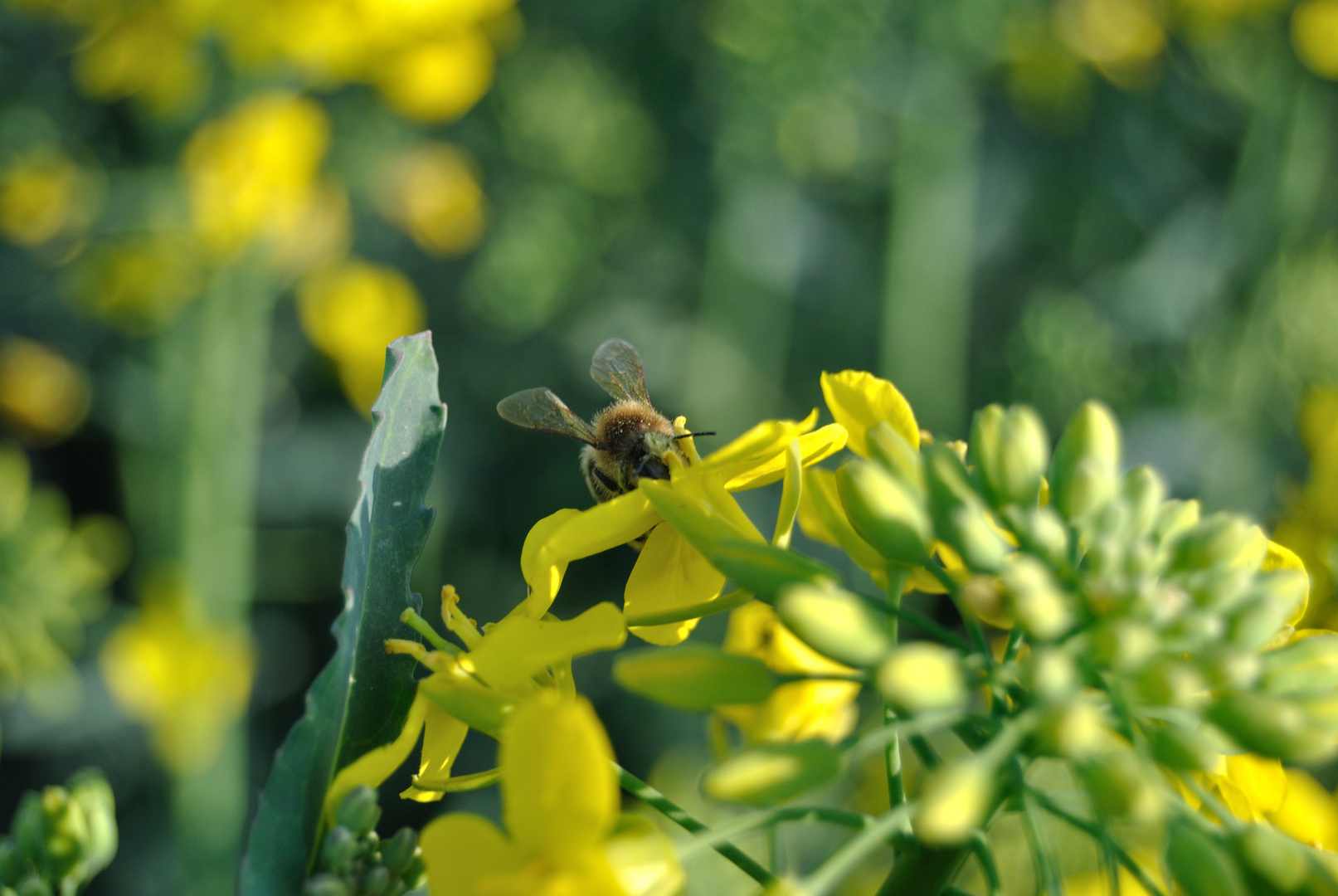 Tierfotografie| Biene