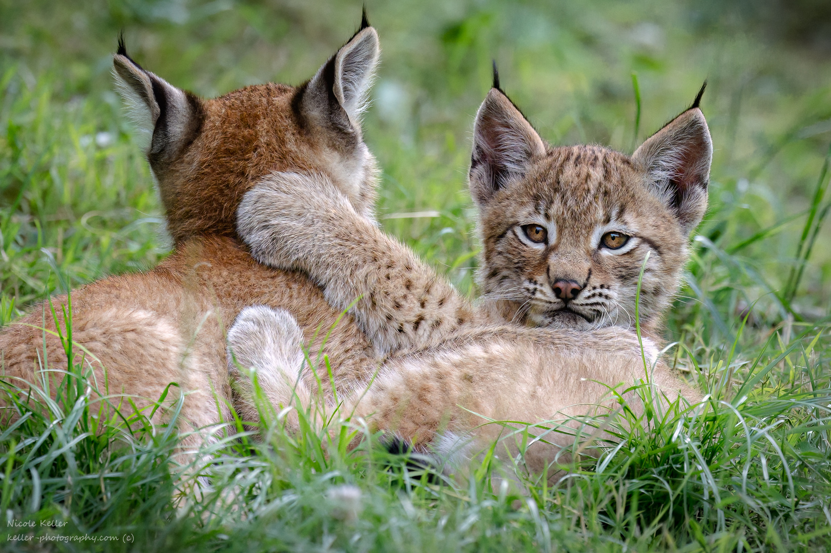 Tierfotografie, die begeistert… junge Luchse am Spielen  