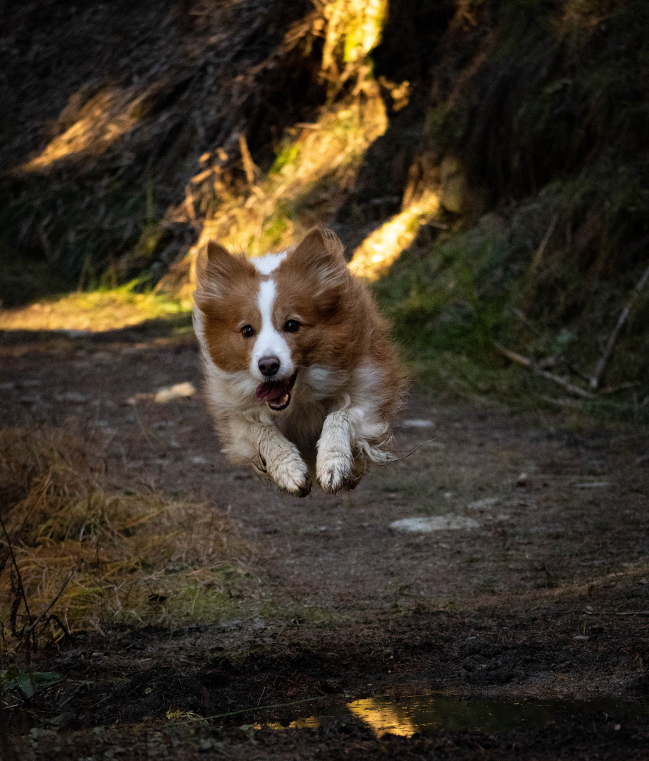 Tierfotografie