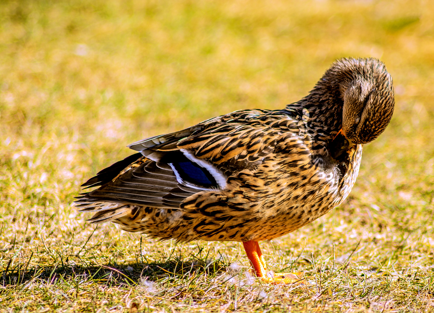 TIERFOTOGRAFIE : FRÜHJAHRSPUTZ