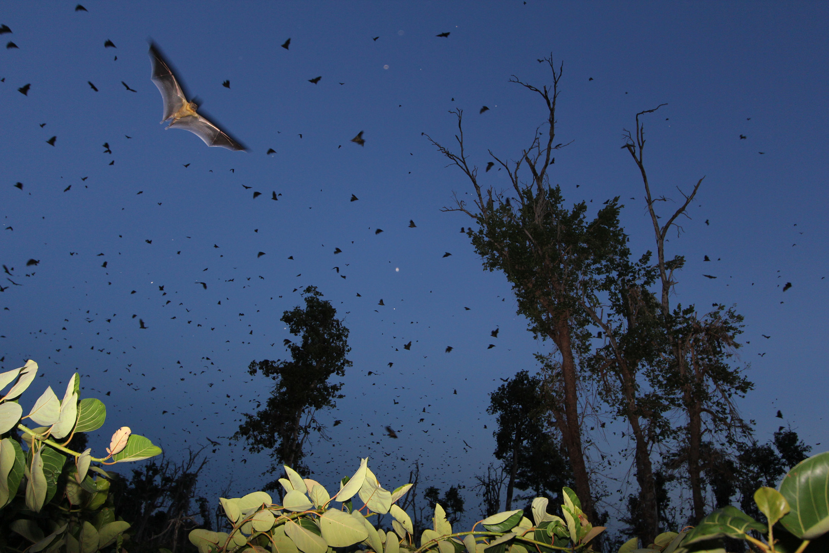 Tierfotografie in Afrika, Sambia Kasanka