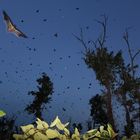 Tierfotografie in Afrika, Sambia Kasanka