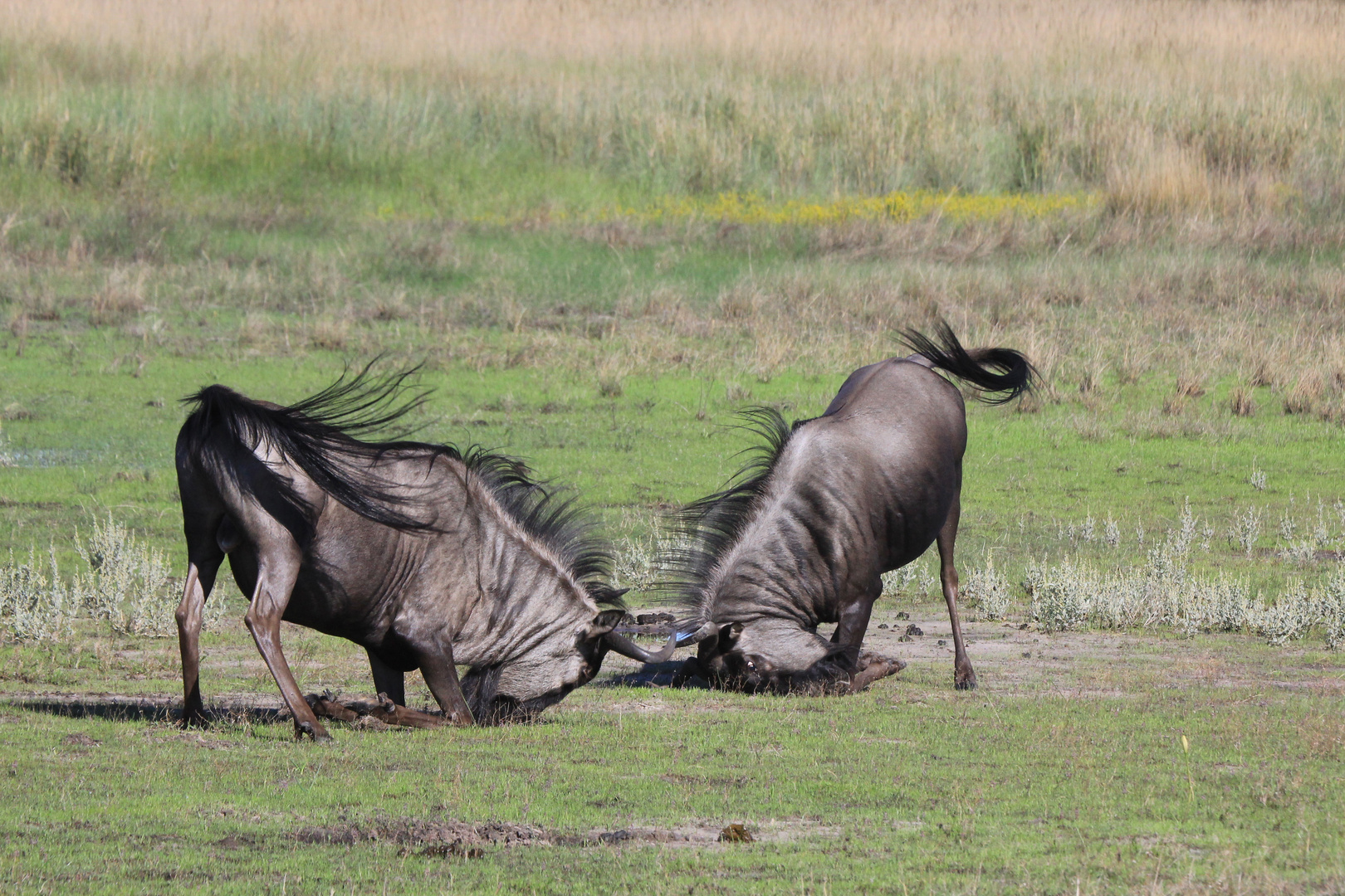 Tierfotografie in Afrika, Sambia Liuwa Plains