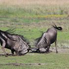 Tierfotografie in Afrika, Sambia Liuwa Plains