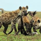 Tierfotografie in Afrika, Sambia Liuwa Plains