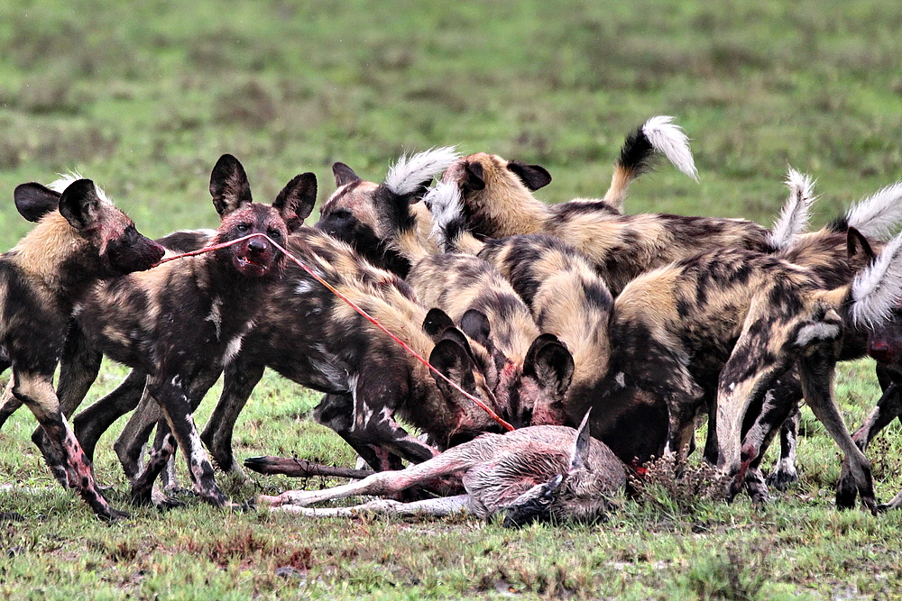 Tierfotografie in Afrika, Sambia LiuwaPlains