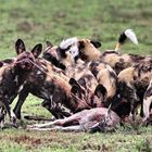 Tierfotografie in Afrika, Sambia LiuwaPlains