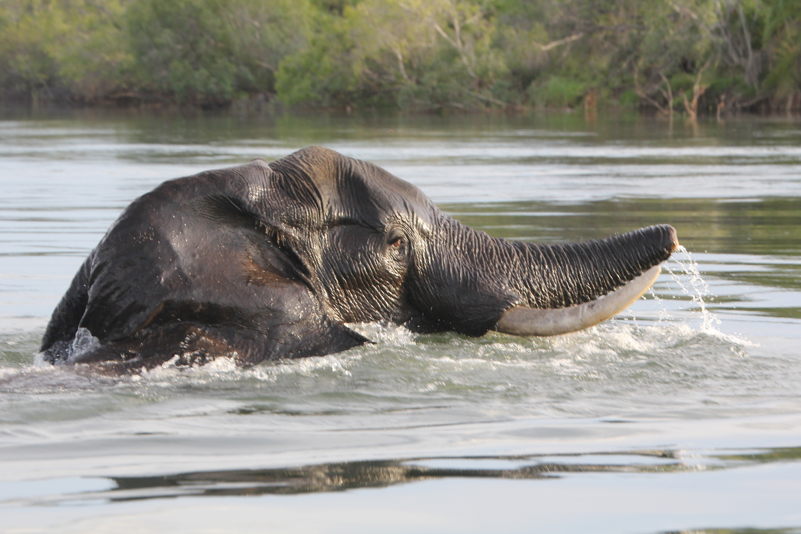 Tierfotografie in Afrika, Sambia Livingstone