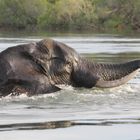 Tierfotografie in Afrika, Sambia Livingstone