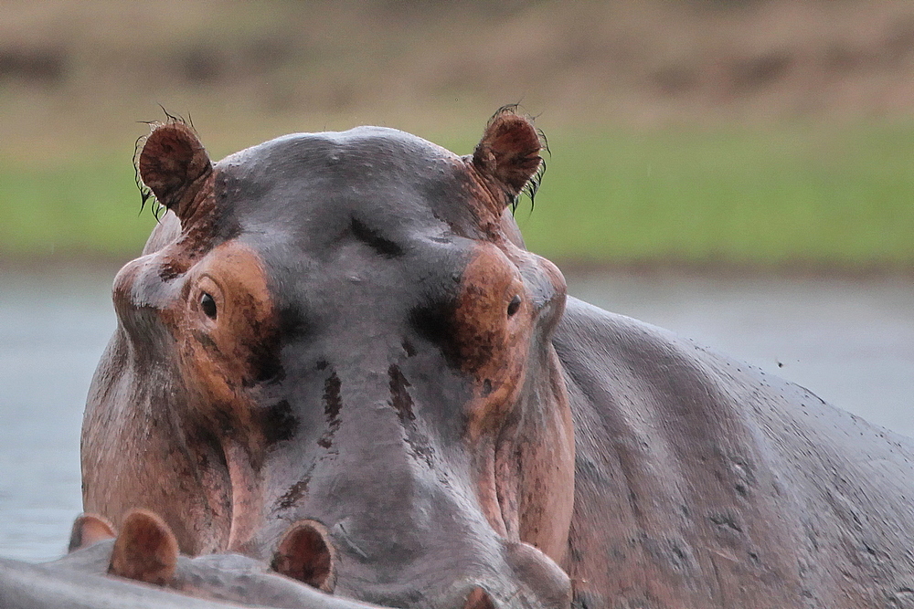 Tierfotografie in Afrika, Sambia, South Luangwa