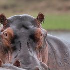 Tierfotografie in Afrika, Sambia, South Luangwa