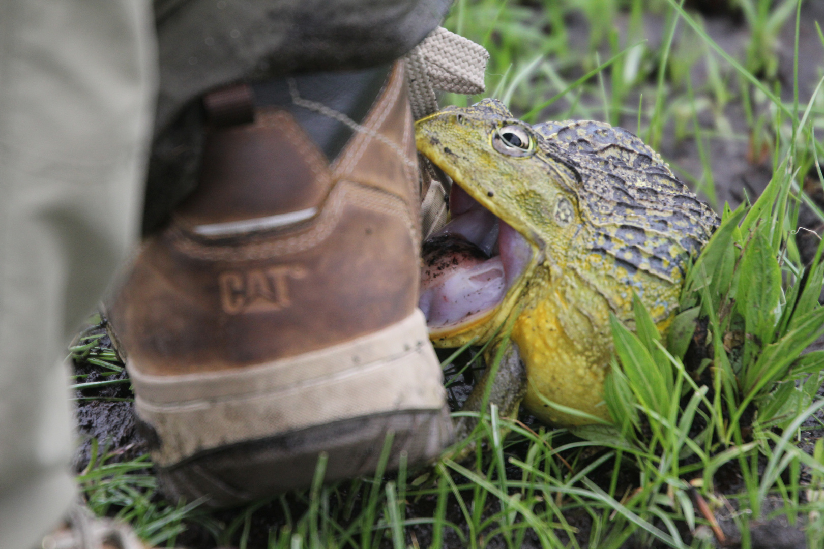 Tierfotografie in Afrika, Samiba Liuwa Plains