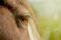 Tierfotografie Karin J Beck