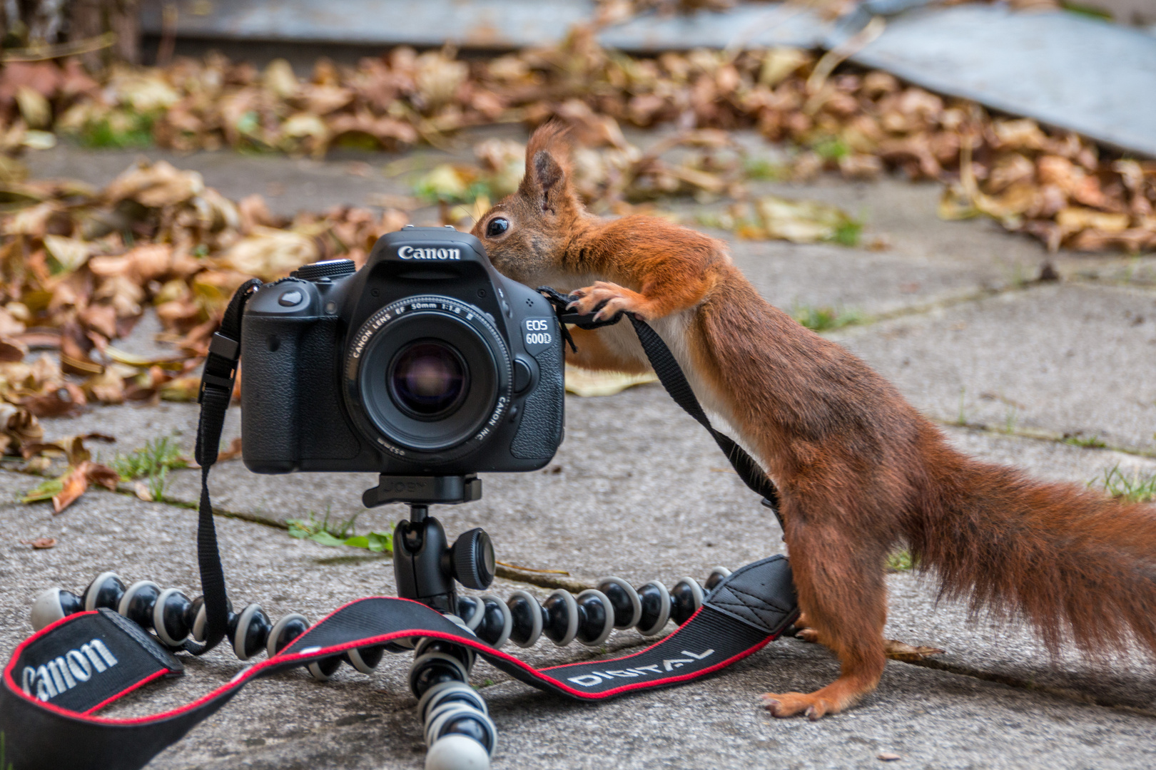 Tierfotografie mal anders