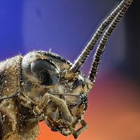 Tierfotografie Marcus Rose
