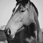 Tierfotografie| Pferd