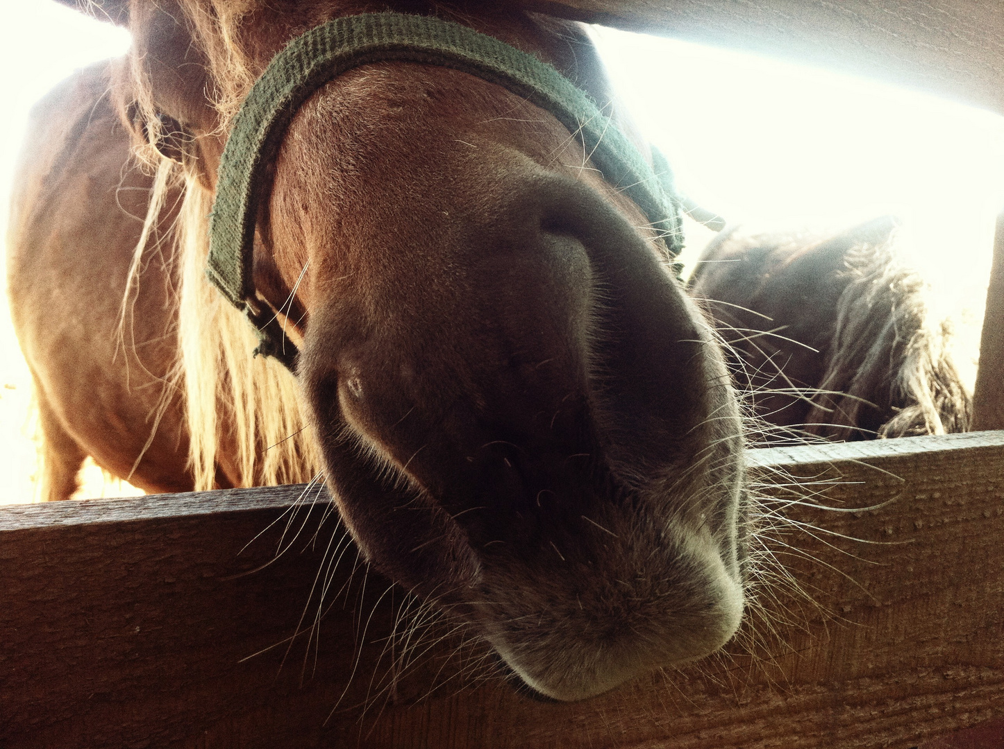 Tierfotografie| Pferd| Detail