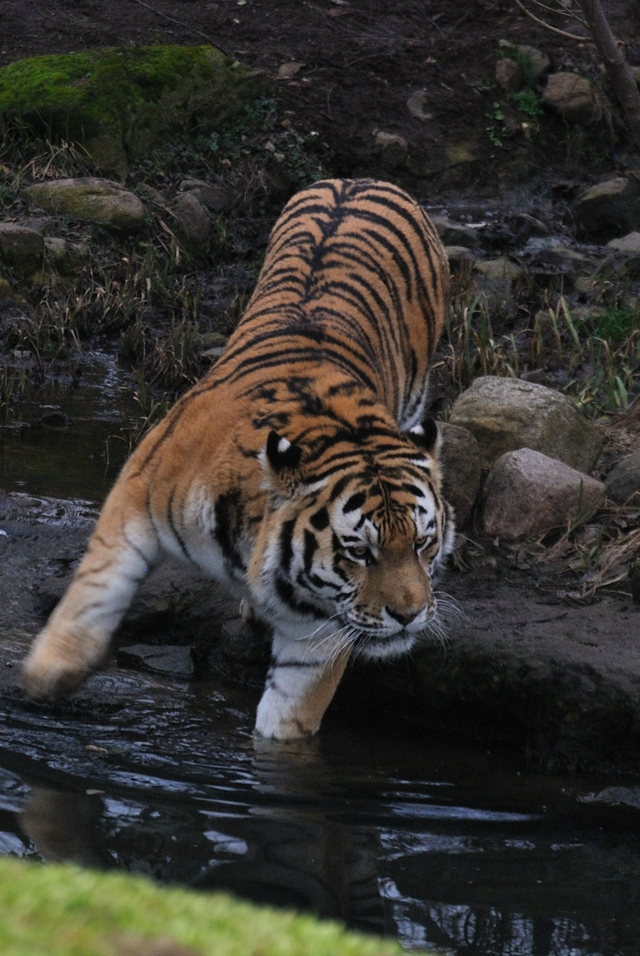 Tierfotografie| Tiger