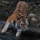 Tierfotografie| Tiger