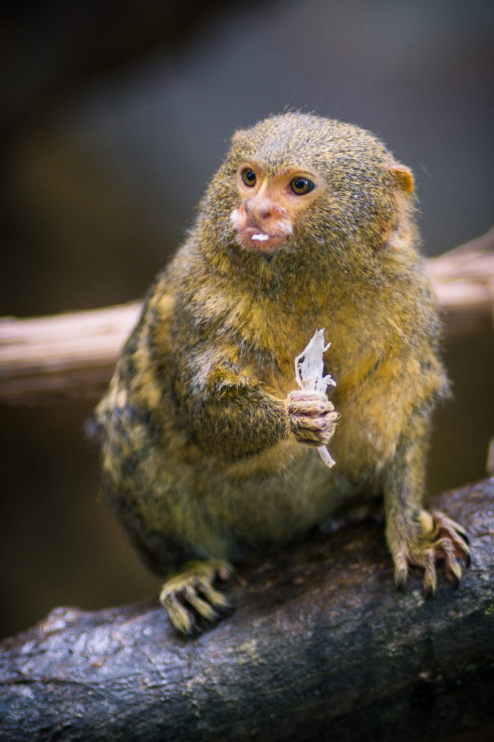 Tierfotografie Zwergseidenäffchen