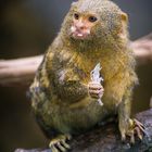 Tierfotografie Zwergseidenäffchen