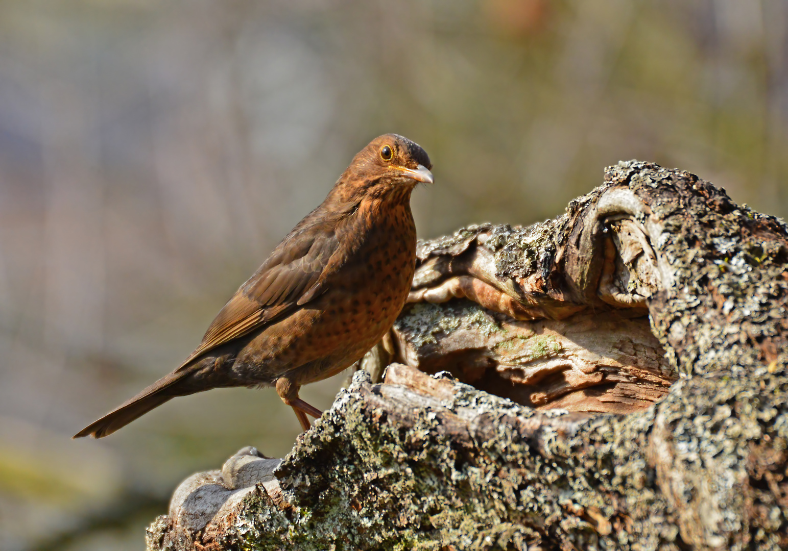 Tierfotomodell: Frau Amsel präsentiert sich