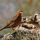 Tierfotomodell: Frau Amsel präsentiert sich