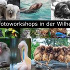 Tierfotoworkshops