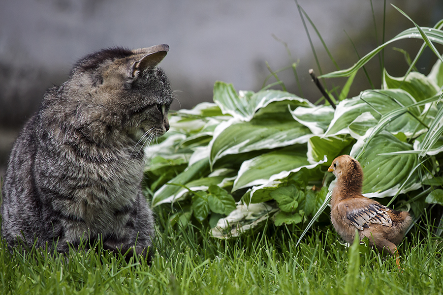 Tierfreundschaft?