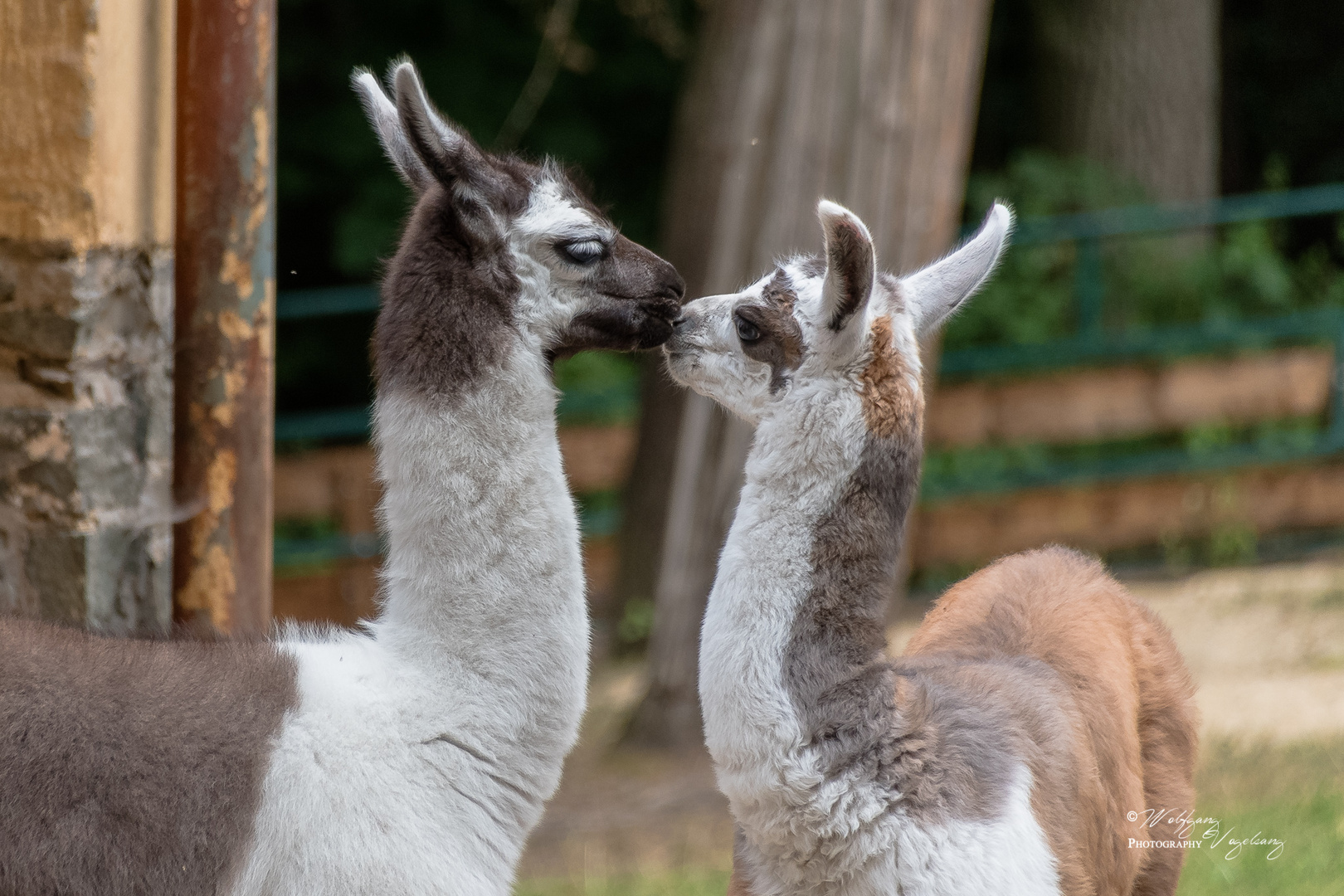 Tierfreundschaft