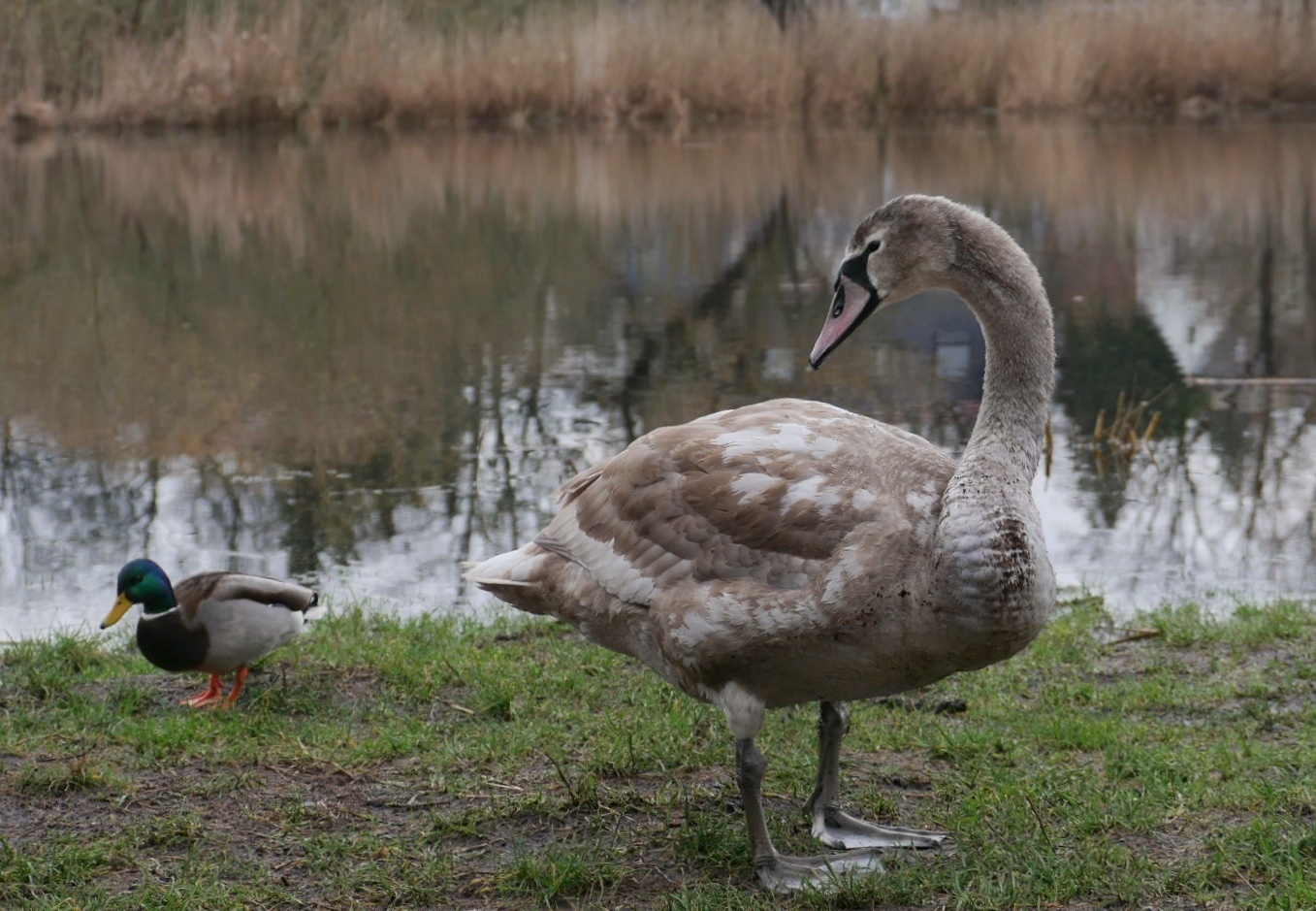 Tierfreundschaft? 