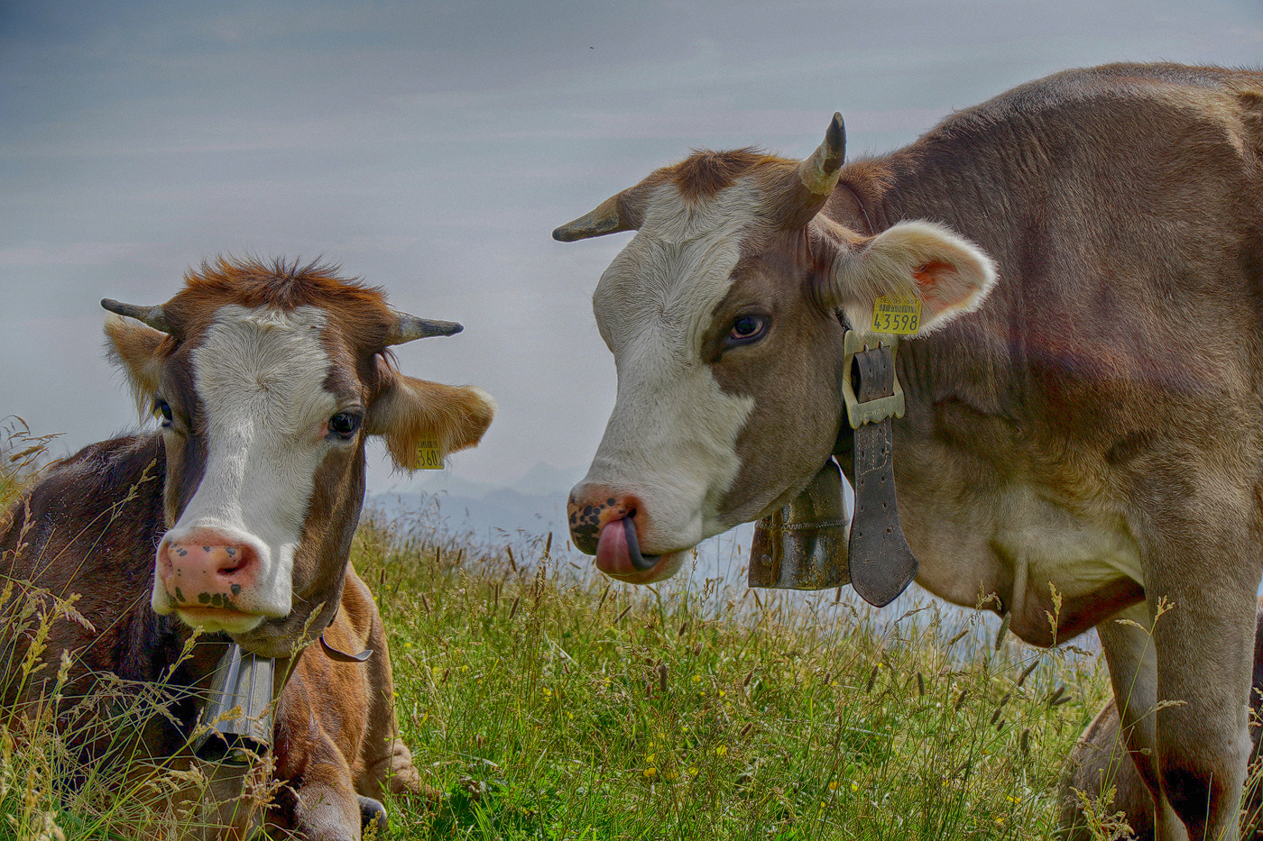 Tierfreundschaft