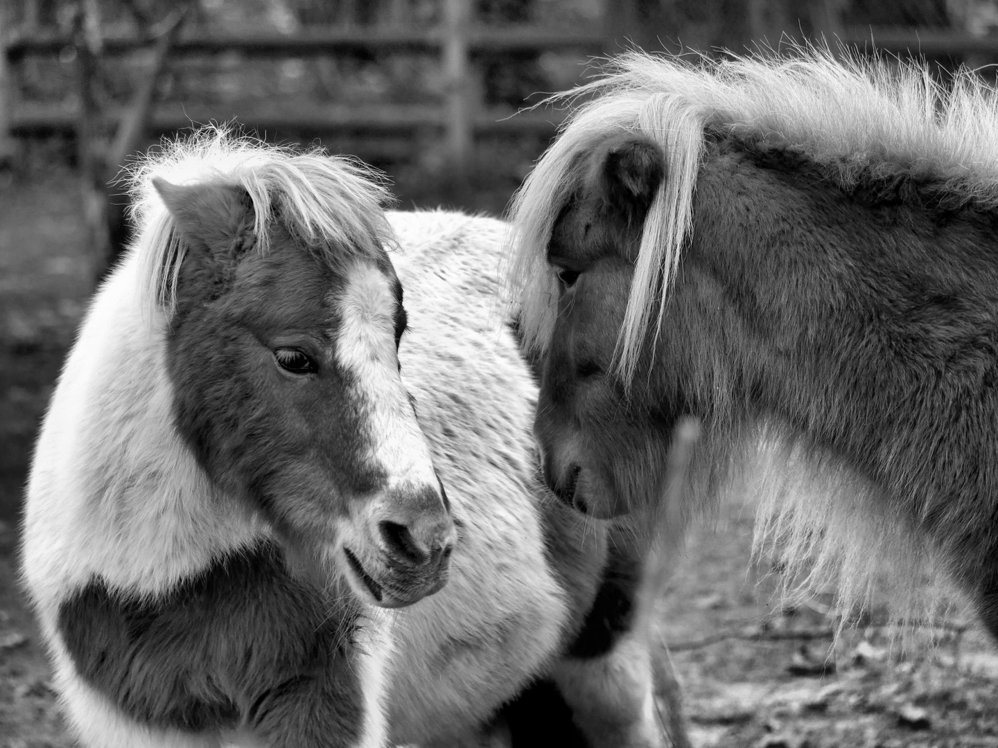 Tierfreundschaft