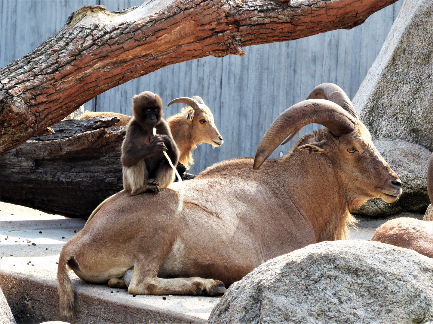 Tierfreundschaft