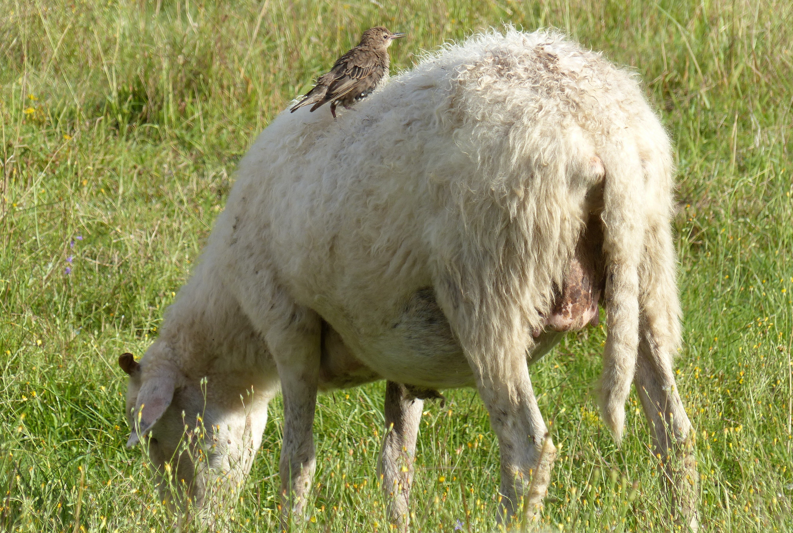 Tierfreundschaft