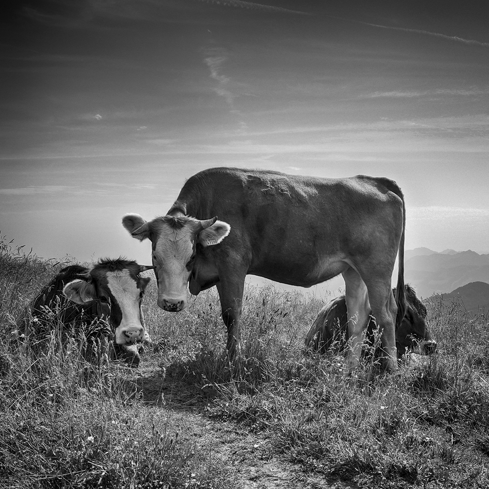 Tierfreundschaft II