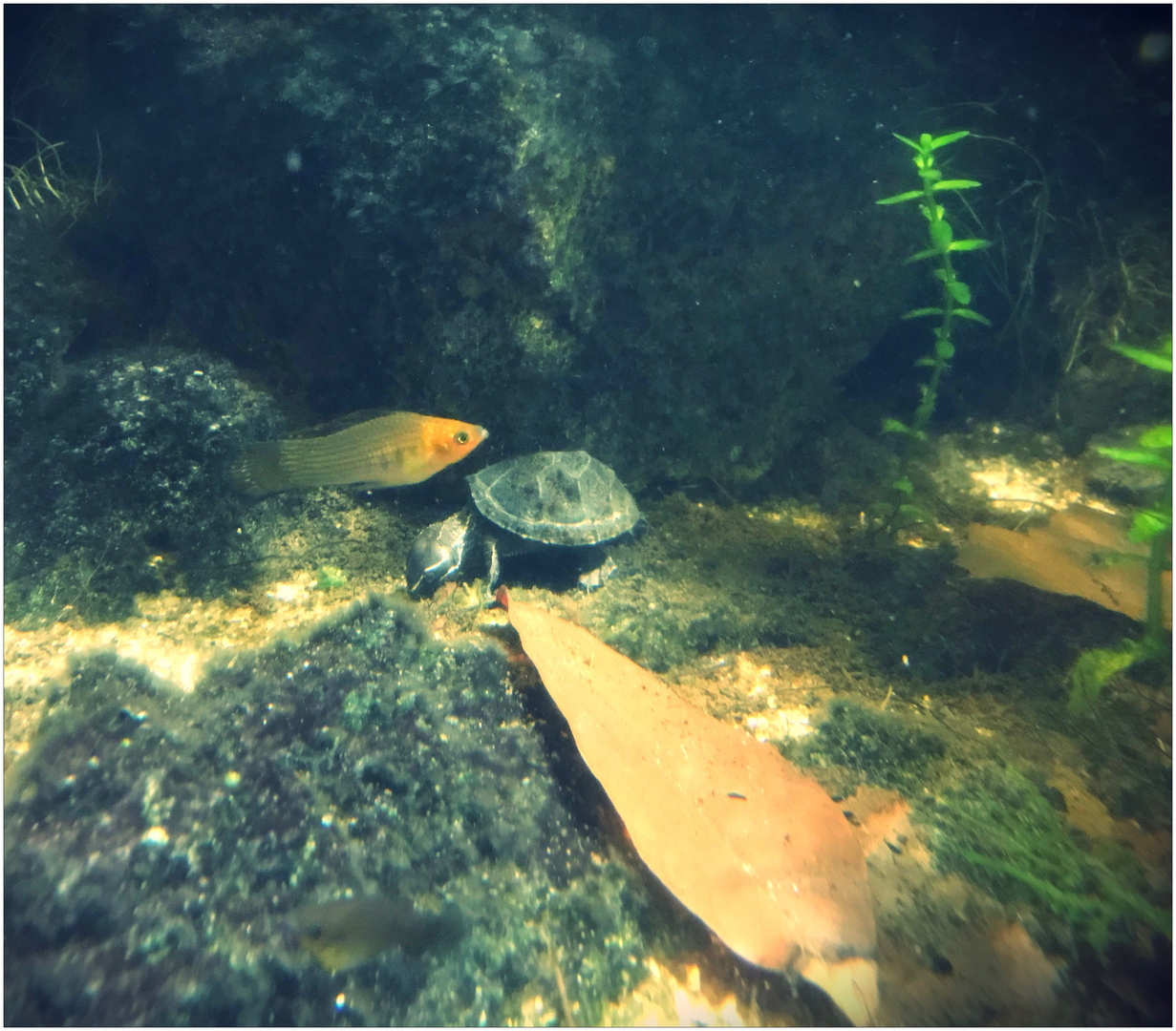 Tierfreundschaft im Aquarium