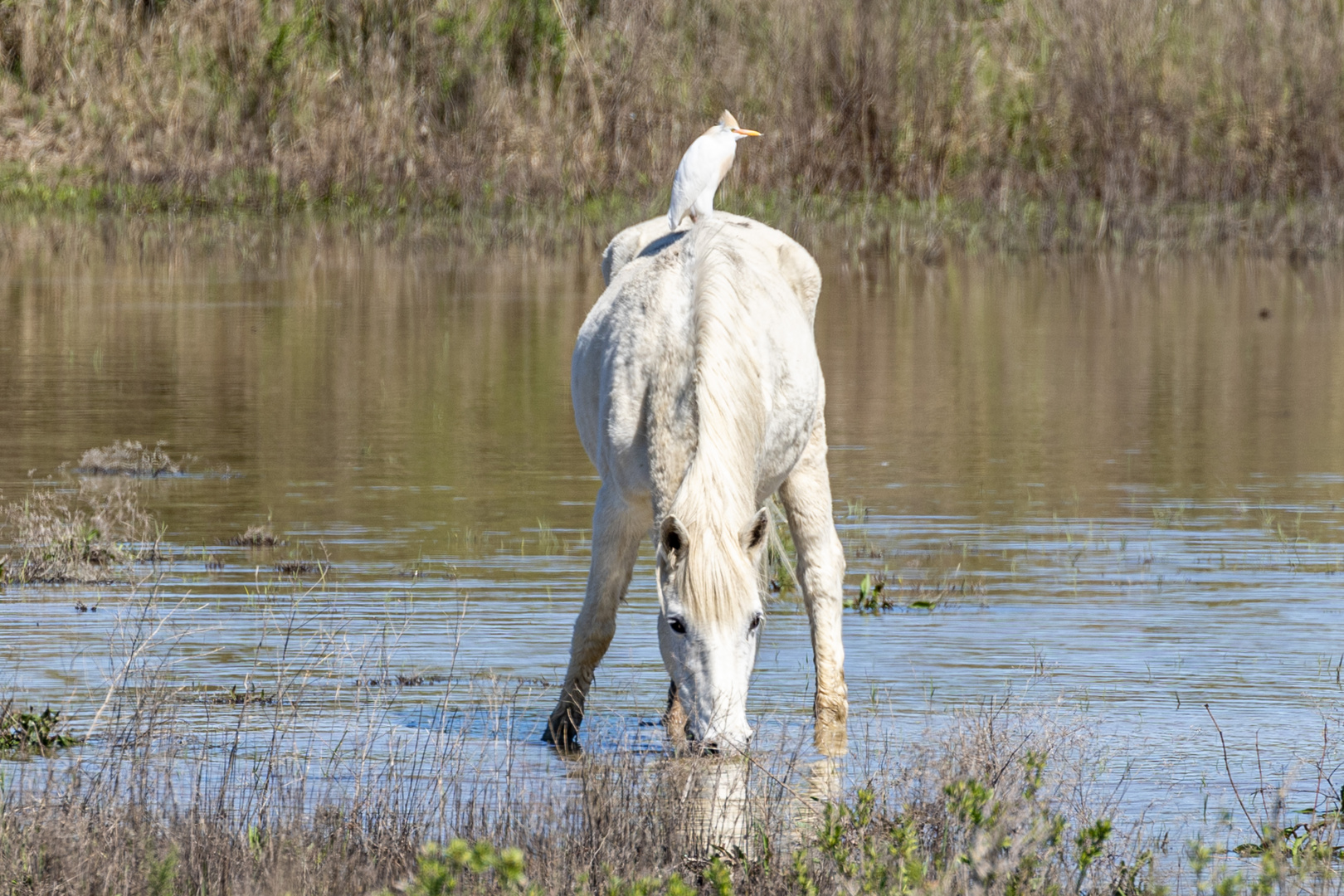 Tierfreundschaft in der Camargue